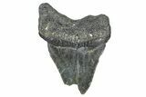 Bargain, Fossil Megalodon Tooth - North Carolina #371711-1